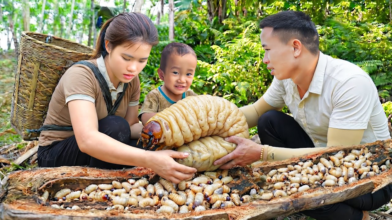Harvesting Coconut Worm to Sell at the Market – Cooking a Unique Dish for My Son