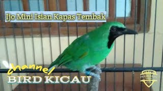 Download Cucak Ijo Mini Isian Kapas Tembak Lagu Mp3 Mp4 Video