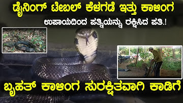 ಡೈನಿಂಗ್ ಟೇಬಲ್ ಕೆಳಗಡೆ ಇತ್ತು ಕಾಳಿಂಗ - ಉಪಾಯದಿಂದ ಪತ್ನಿಯನ್ನು ರಕ್ಷಿಸಿದ ಪತಿ.!