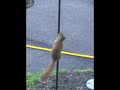 Squirrel on Greased Pole