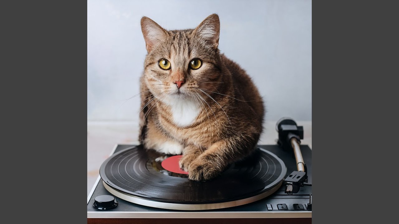 The Deep Comfort Of Lofi For Cats