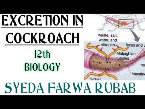 Cockroach Excretion Excretion in cockroach||Malphigian Tubules|12th Biology |lecture #5 ...