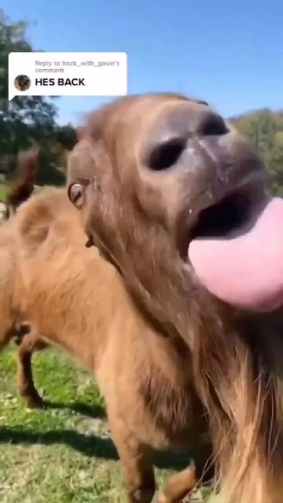 Nggak mau ngakak sendirian 🤣🤣🤣 #memes #unta #funnyvideo #shortvideo