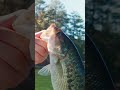 The Rod Built For Finesse Fishing: 7’ Medium Light Fenwick HMG #fenwickfishing #bassfishing #finesse