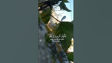 🌱سورة🌱غافر 🌱  فستذكرون ما أقول لكم وأفوض أمري إلى الله إن الله بصير بالعباد 🌱القارئ 🌱مشاري العفاسي🌱