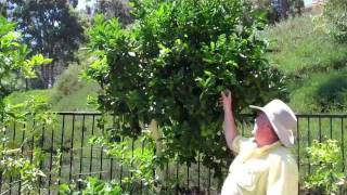 Train-A-Tree -Reducing The Size of a Citrus Tree Part 1