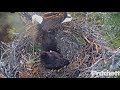 Swfl eagles  toe biting morning e12 bites dads foot e13 bites moms foot leg  neck 21519