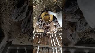 #suscríbete #pavosgratis