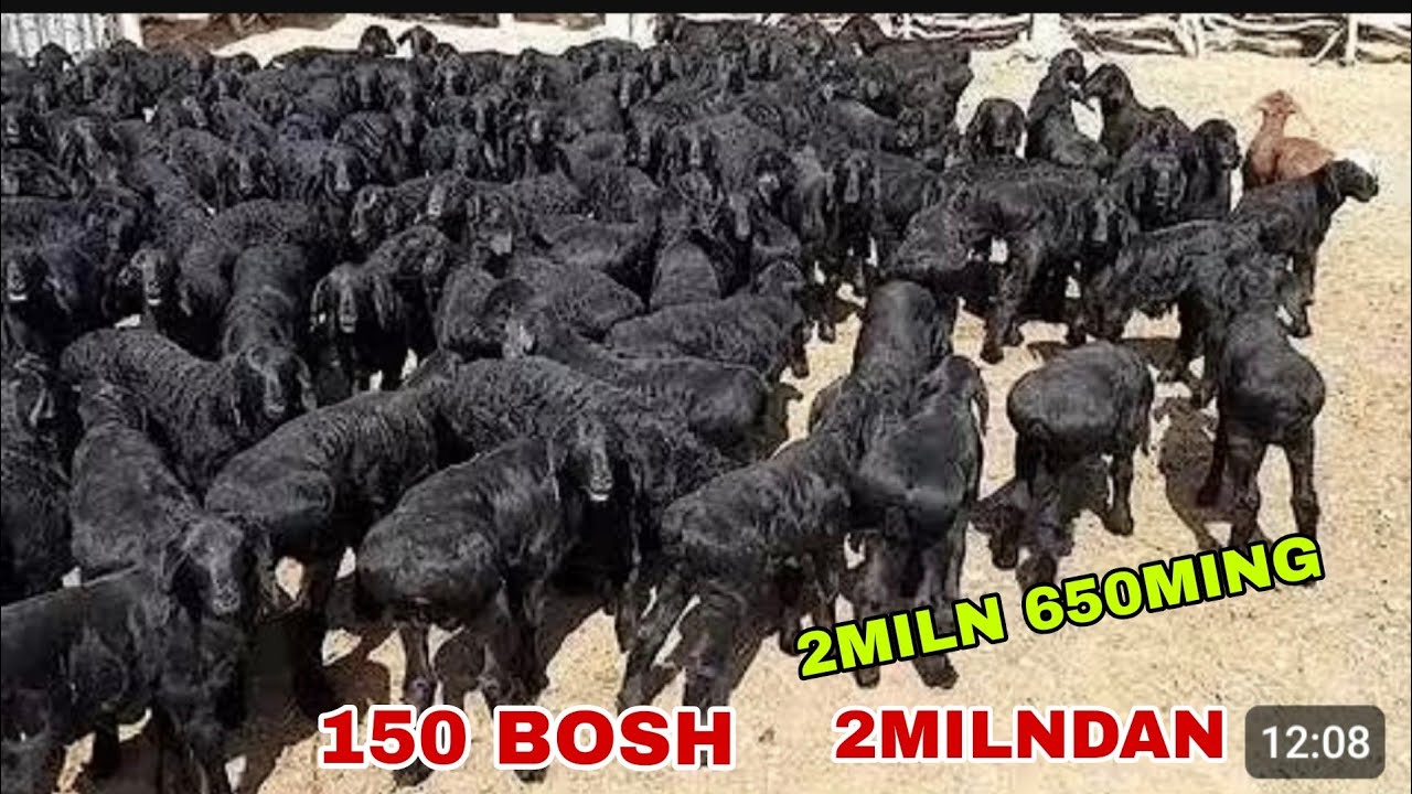😳🌦️150 bosh 2miln 650mingdan qo’zilar keldi uzoq kutilgan veido 3miln 100ming katta 12 oylik qo’chqo