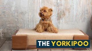 Yorkipoo: Your Guide to The Small, Sassy and Sweet Yorkie Poodle Mix Dog!