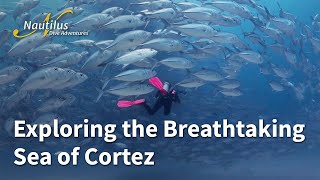 Exploring the Breathtaking Sea of Cortez on the Luxurious Nautilus Gallant Lady #baja #seaofcortez