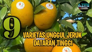 9 Varietas Unggul Jeruk Cocok Untuk Dataran Tinggi