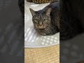 5/17本日の座りニャー #猫 #cat #まめたろう