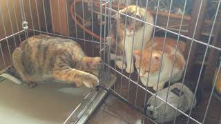 猫じゃらしで遊ぶ猫　その２　20180315