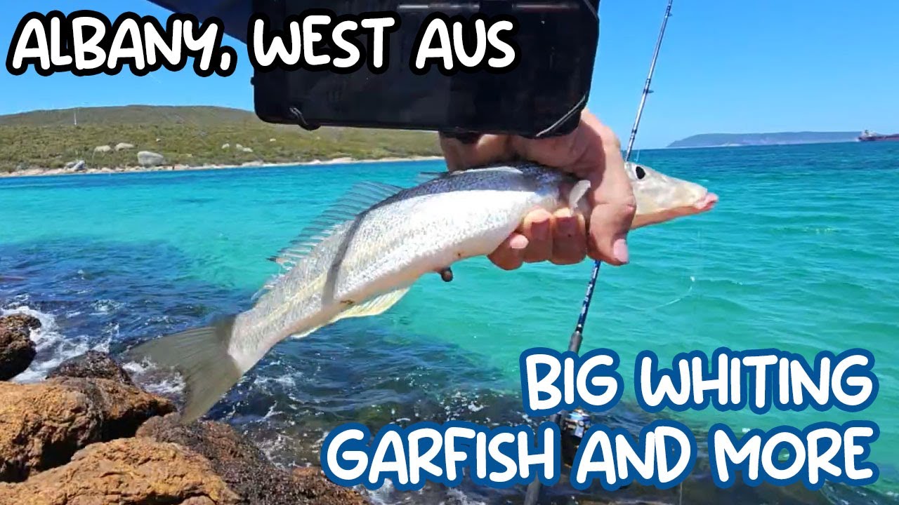 SO many GARFISH 🐟 HUGE Yellowfin Whiting, King George Whiting, Leatherjacket & More, in Albany WA! 🐟