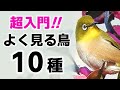 超入門!公園でよく見る鳥10種【解説】(鳴き声・探し方)