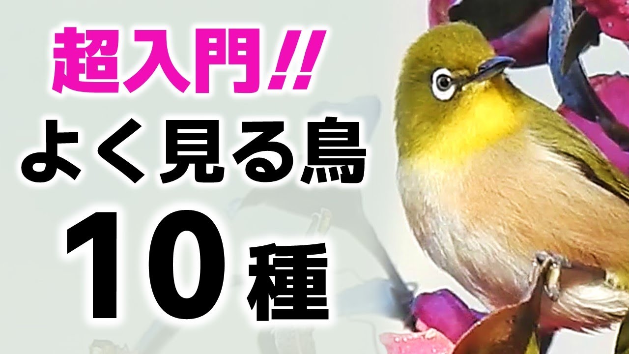 超入門！公園でよく見る鳥10種【解説】(鳴き声・探し方)