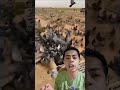 تجمع الطيور علي قبر شخص ميت يالله ما السبب