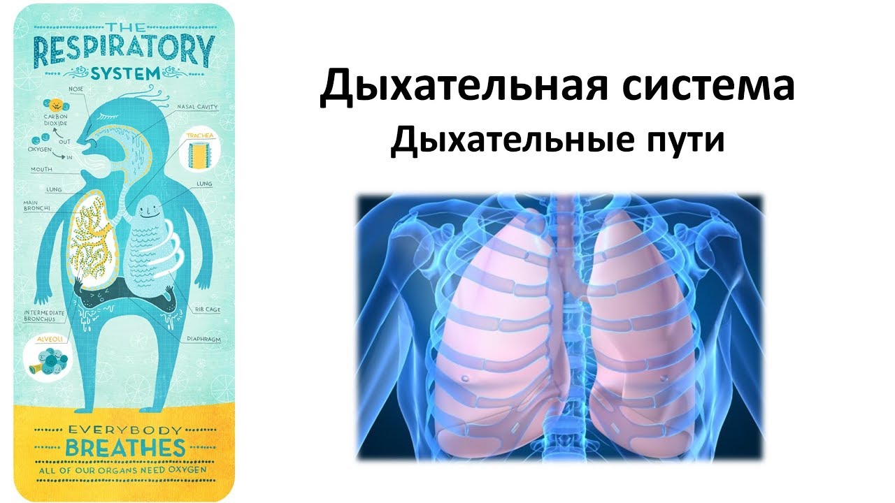 ⁣7.1 Дыхательная -  пути (8 класс) - биология, подготовка к ЕГЭ и ОГЭ 2019