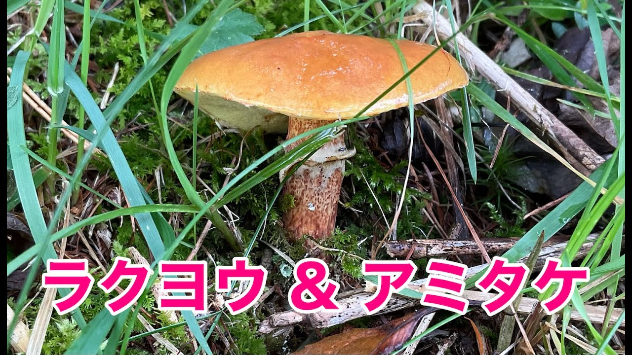 ラクヨウ アミタケ Youtube