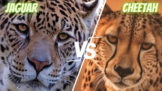 Jaguars vs. Cheetahs: Unraveling the Differences! Jaguars Vs Leopards Vs Cheetahs How To Tell The Difference Fun Facts