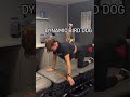 Dynamic Bird Dog from The MVMT Lab in Fort Lauderdale, Florida
