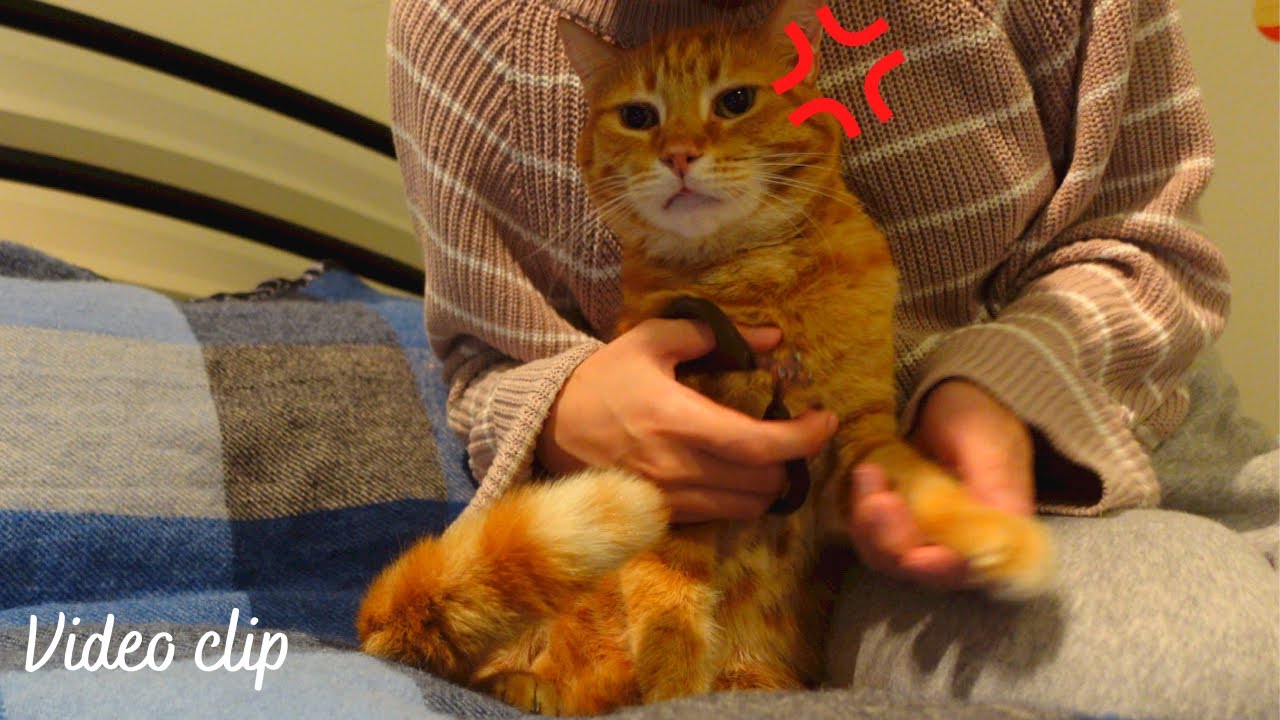 My cat hates nail clipping! YouTube