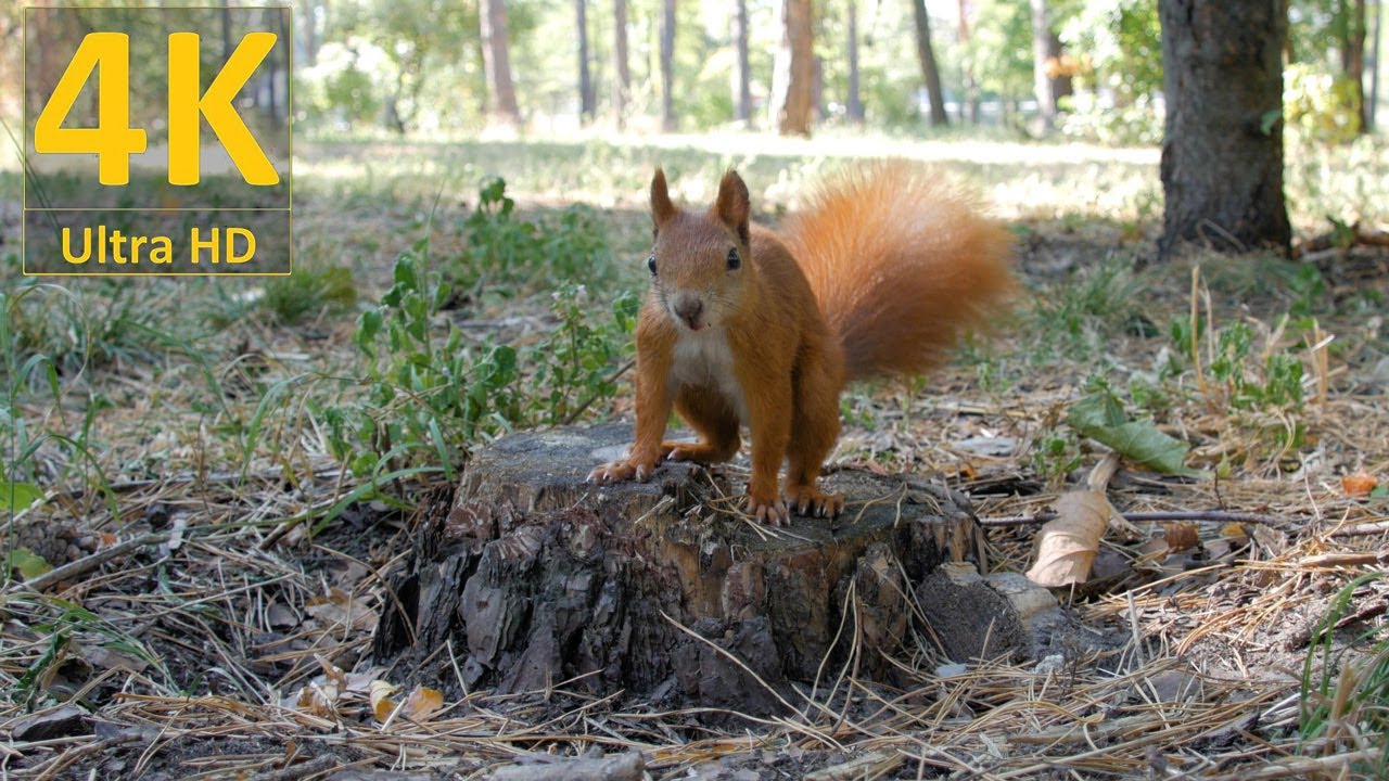 Squirrels run close. squirrel runs to the camera / Белки бегают близко