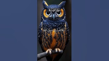 القران الكريم راحة نفسية تلاوة خاشعة حالات واتساب قران كريم 💙🩵 #حالات_واتس_اب #اكسبلور #المصحف