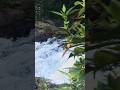 Valparai waterfalls 🌊 biggest low 🥶 temperature water 🌊💦 don't miss this place😍