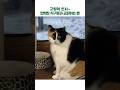 깜빡깜빡 윤아와 고양이의 교감 #효리네민박