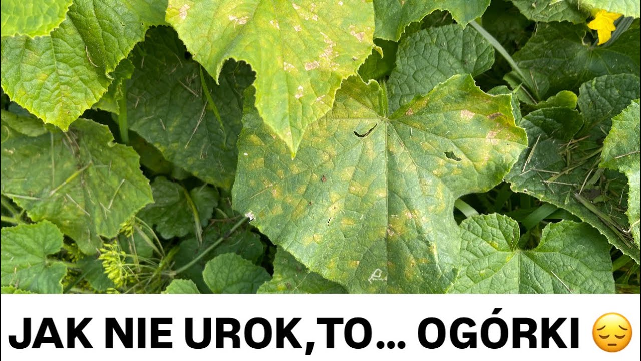 CHORE OGÓRKI TYDZIEŃ PO PIERWSZYM ZBIORZE …😔