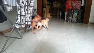 First day at home (Maranatha - pug/mini-pinscher mix)
