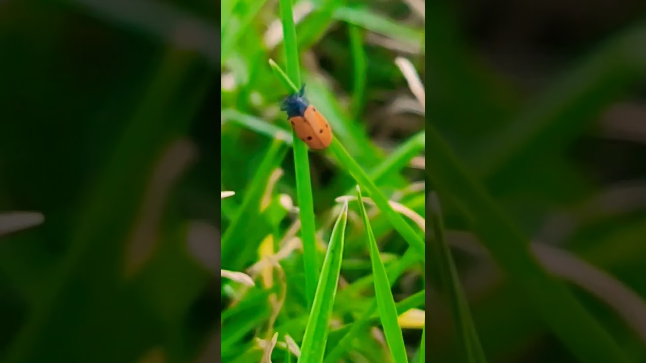 Leaf beetle, (Tituboea illigeri), coléoptère, criocère, خنافس الأوراق