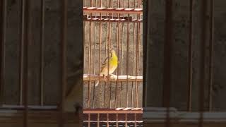 Lemon Finch.......#edan jozzzz