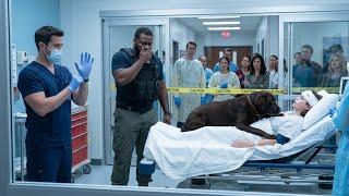 Full The Military K9 Blocked Every Doctor—Until One Nurse Gave a Hidden Command News