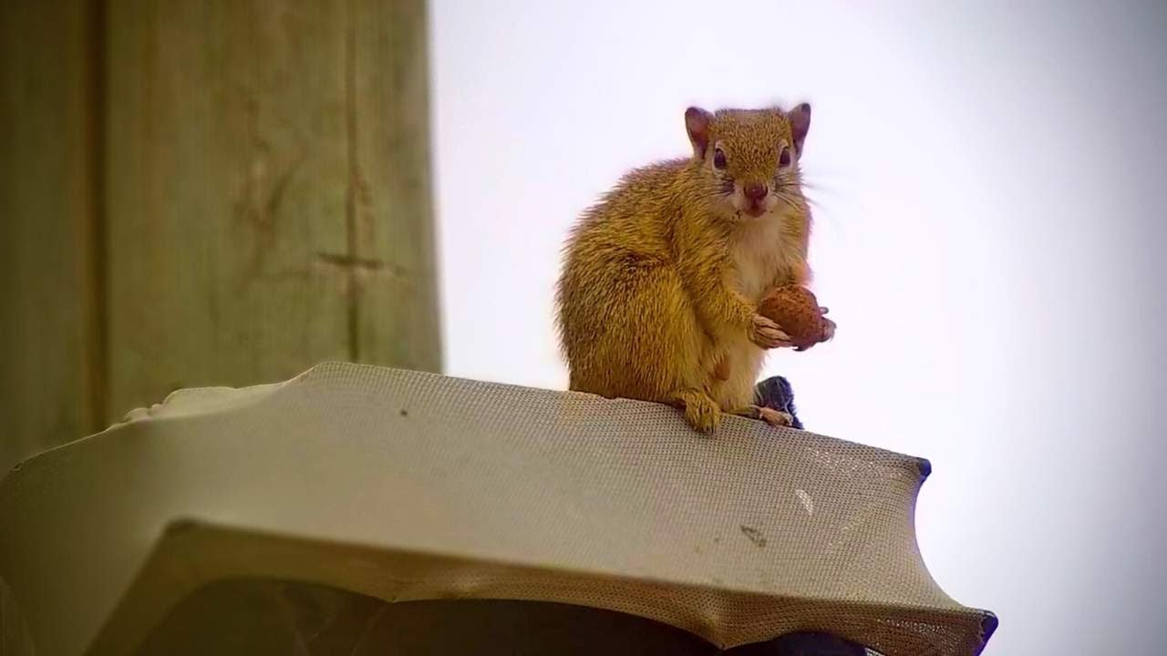 Squirrel Eats A Nut On A Microphone