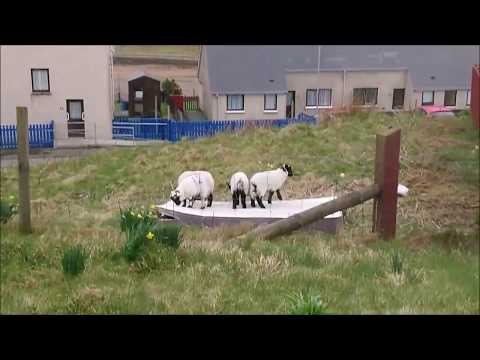 Adorable video shows lambs bouncing on mattress blown by Shetland winds in to their field