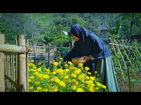 Video: Yeməli Marigoldlar: Signet Marigold Bitkiləri Haqqında Məlumat
