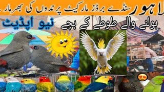 Lahore Sunday Birds Market | Lovebird War Gaya hay ???? | Lovebird Prices | Market Situation