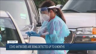 COVID-19 antibodies could last up to 6 months