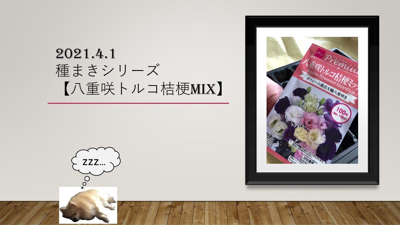 種まきシリーズ 八重咲きトルコ桔梗mix Youtube 種まきシリーズ 八重咲きトルコ桔梗mix Youtube