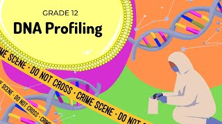 DNA profiling |  Reading DNA profiles