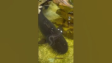 I Saved a Monster Fish! #rescue #fish #animals #aquarium #bassfishingproductions #pond #fishtank