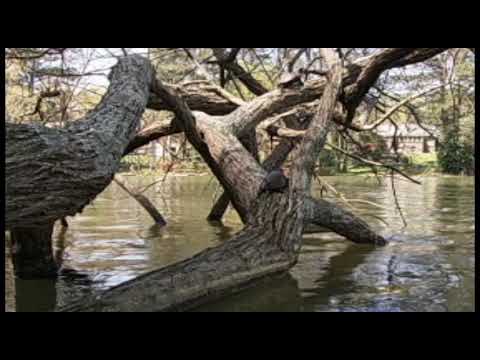 Sunbathing Turtles Time-lapse