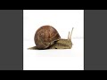 The Snail