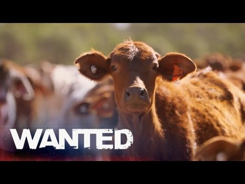 Rural Theft "Cattle Duffing" | Part 1