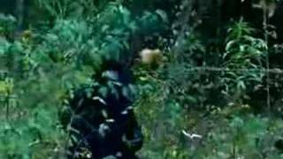 WORLD'S MOST SHOCKING BIGFOOT VIDEOS WORLD'S MOST SHOCKING BIGFOOT VIDEOS