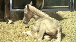 All-New Foal Training Series from Clinton Anderson