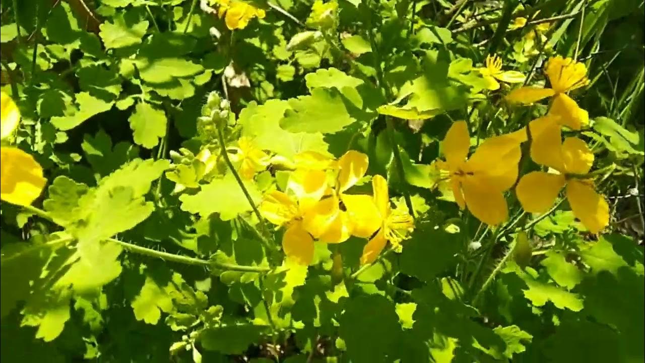 Чистотел видео. Chelidonium majus. Чистотел большой. Чистотел болотный. Чистотел сорняк.